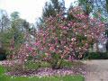 J Jardin botanique 12.jpg